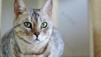 一个美丽的灰色纯种孟加拉猫与绿色眼睛的特写肖像。慢动作素材.