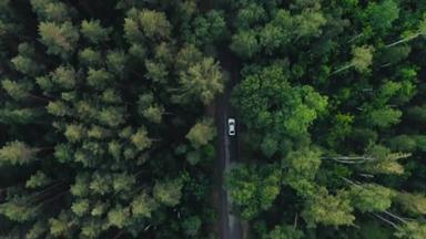 傍晚时分，空中俯瞰4k的白色汽车在森林的乡间路上行驶的景象。在松树林的石子路上空拍摄的无人驾驶电影