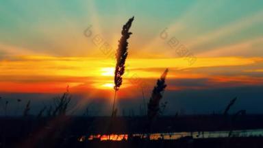 黎明时分的小麦。 夕阳西下.