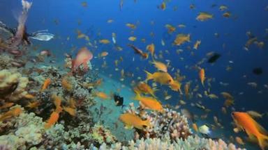 海洋生物及狮子鱼