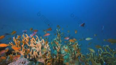 火珊瑚及橙鱼