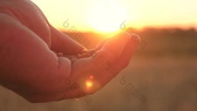 商人的手从手掌到手掌，把麦粒倒入美丽的落日的光芒中，洒满田野。 特写。 农民评价粮食的质量。 农业概念。 有机谷物。 收获谷物.