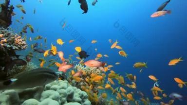 热带海底鱼类