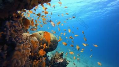 海底鱼类礁海洋