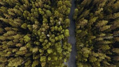 秋天,空中俯瞰森林中的河流. 无人机在树梢上空盘旋，4k分辨率的自然背景