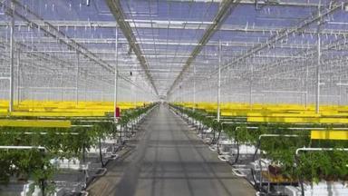 西红柿植物在一个大的温室里, 生长在一个特殊的设备上.