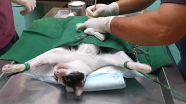 猫在手术台上和兽医手术