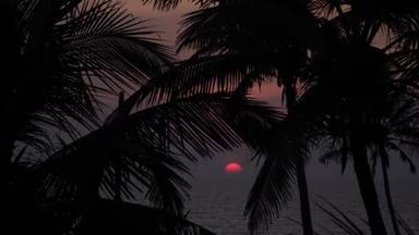 棕榈叶落在大海的落日背景上.
