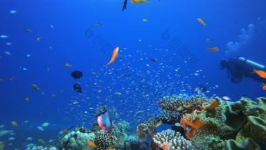 潜水及热带鱼类