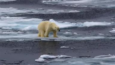 北极熊在破<strong>碎</strong>的海<strong>冰</strong>上行走