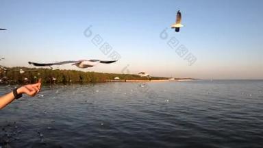 环浦文娱中心日落时的海鸥景观景观是湾内的海滨度假胜地