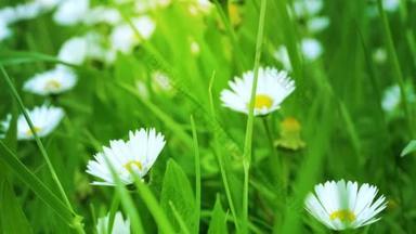 绿地上的白菊花
