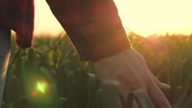 日落时分，年轻的女农场主走在麦田里，用他的手工耕作的概念摸着麦穗。在温暖的阳光下成熟的麦田.女商人检查她的领域.