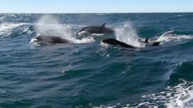 虎鲸（Orcinus orca） 。Avacha湾Kamchatka半岛附近水域.