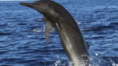 海豚海豚！黑海宽吻海豚（Tursiops truncatus ponticus） 。宽吻海豚之<strong>所以</strong>流行，是因为在电影和小说中多次被提及，而且具有很高的学习能力