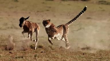 <strong>猎豹</strong>追踪猎物慢动作的惊人镜头特写