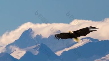 秃鹰在高山上空缓慢而雄伟地飞翔和滑翔。野生生物和纯自然的概念.
