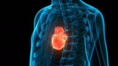 人体循环系统心脏解剖的三维动画概念