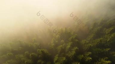 秋天群山云杉树冠覆盖的雾蒙蒙的松树林空中景观.