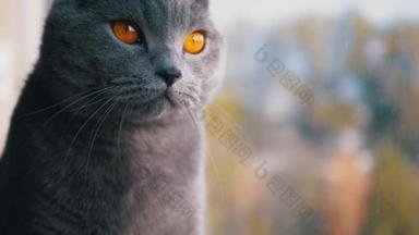 长耳朵的英式灰猫正从窗户向外张望