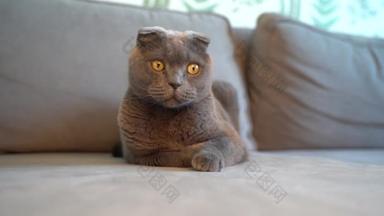 玩世不恭的苏格兰灰猫在客厅沙发上坐着，用绳子玩耍