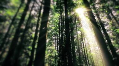 早上在森林里太阳光穿过树林