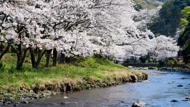 樱花，<strong>春秋</strong>的时候，在河的两岸，樱花盛开.