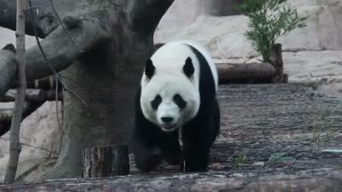 一只熊猫在动物园的圈子里