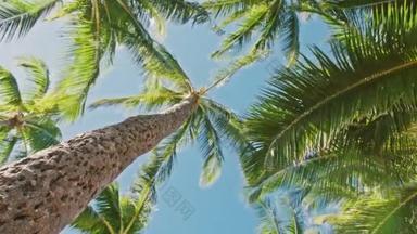 垂直社交媒体夏季镜头热带椰子树摇曳风4K