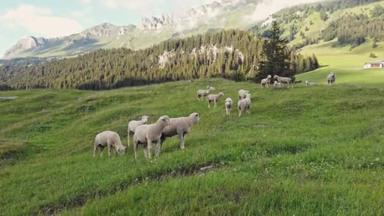 群山中的羊群