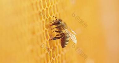 蜂窝上的蜜蜂.