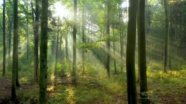 美<strong>丽</strong>的阳光照射在森林的空中