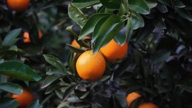 在阳光的照射下，在一棵树上的成熟的橘子树上闪烁着微光.