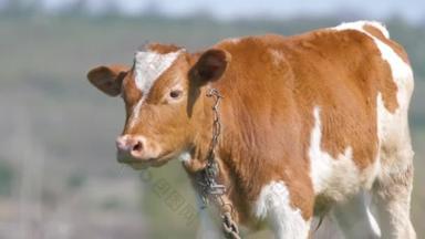 夏天,奶牛在绿色的农场牧场上吃草.在农田草地上喂养牲畜