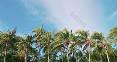 在蓝天背景的风中飘扬的<strong>椰子</strong>树树群.