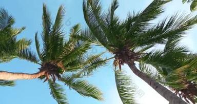 <strong>抬头</strong>看，椰子树枝叶迎风飘扬，蓝天映衬.