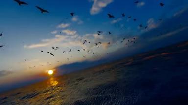 海鸥在平静的海面上飞翔