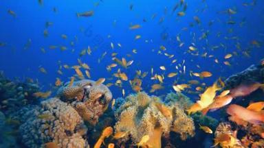 热带水下海鱼。五彩斑斓的热带珊瑚礁大堡礁海洋生命世界。海底鱼类礁海洋.