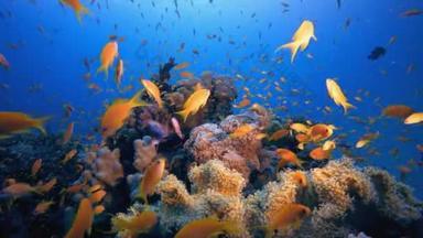 海底鱼。热带鱼礁海洋。五彩斑斓的水下海景。珊瑚礁场景。珊瑚花园海景。五彩斑斓的热带珊瑚礁.