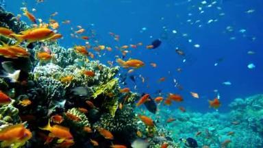 海底热带鱼类和珊瑚花园海鱼暗礁海洋。热带多彩的海景镜头
