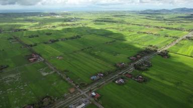 马来西亚Kedah和Perlis的稻田