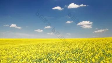 Drone footage of rapeseed agricultural landscape with growing yield. Blossoming meadow for idyllic a