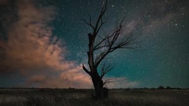 A silhouette tree on the background of the starry sky and galaxy. Time lapse of the moving Milky Way