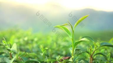 阳光照射在新鲜的绿<strong>茶叶</strong>上,随风飘扬.脱焦背景下的有机种植作物