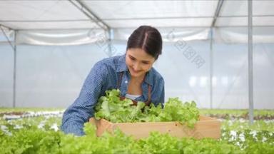 亚洲女农民背着收获绿色橡木蔬菜的盒子，走在水栽温室<strong>农庄</strong>里，把商店转卖给了消费者。农业企业.