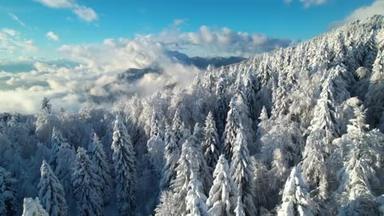摘要:新雪下后的云杉林和高山景观景色令人目瞪口呆.高山上阳光灿烂的冬日.森林上空滚滚的云朵，白雪覆盖的群山
