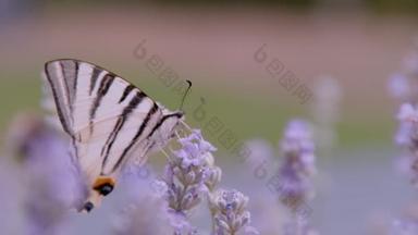 靠近点，道夫：华丽的帆燕尾蝶在芬芳的薰衣草花上。美丽的梨树燕尾蝶，有迷人的乳白色翅膀，花朵薰衣草上有花蜜.
