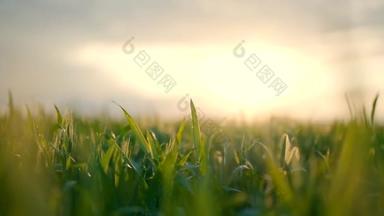夕阳西下时,田里绿草的近照.夕阳西下,美丽的绿地里,风平浪静.