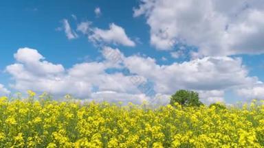 4K美丽的菜籽花在蓝天的映衬下与白云相映成趣。农业景观。开花结果鲜亮的黄色卡诺拉场的<strong>时间</strong>差.