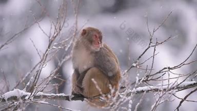 雪地里，恒河猴（Macaca mulatta）栖息在一棵树上